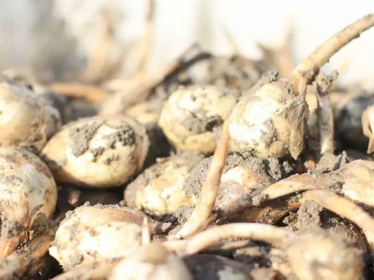 "Lộc trời" dưới bùn đất, dân trồng ung dung đếm tiền